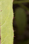 Le Conte's thistle